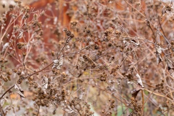 dry burdock thickets at daylight, close-up with selective focus - Photo, Image