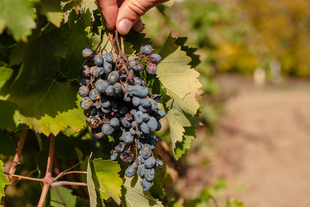 Estate Vineyard Plantation System with Grape Vines And Plants Rows. - Fotografie, Obrázek