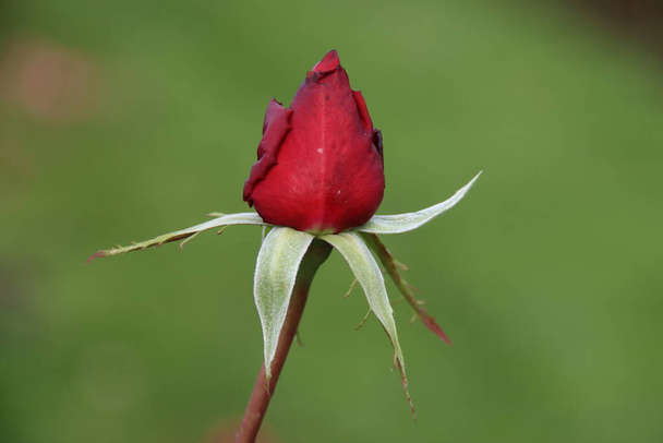 Červená růže typ Pýcha Anglie v rosariu v Boskoop v Nizozemsku - Fotografie, Obrázek