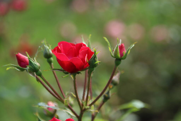 Red rose type La Belle Rouge in the rosarium in Boskoop, the Netherlands - Photo, Image