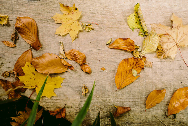 φθινοπωρινά φύλλα σε ξύλινο φόντο - Φωτογραφία, εικόνα