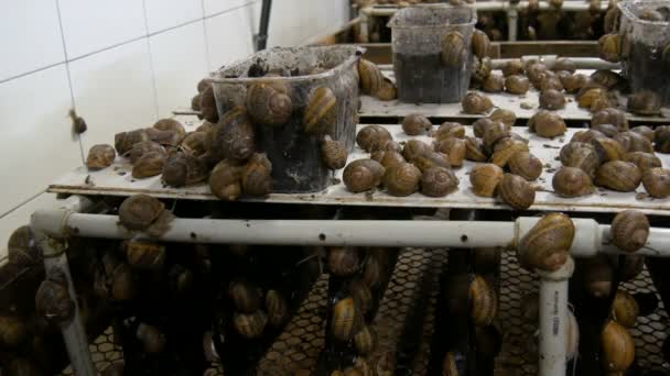 Zimna komora dla liczby ślimaków na farmie ślimaków, przysmak z dużą ilością zdrowego białka i użyteczny śluz w kosmetologii. Ślimaki czołgające się po ziemi i pudełka - Materiał filmowy, wideo