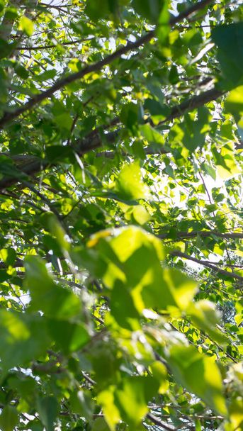 Πράσινα φύλλα λεύκης στο ηλιακό φως, καλοκαιρινό πράσινο φύλλωμα, παραγωγή χλωροφύλλης, κλαδιά λεύκας με πράσινα φύλλα στη λιακάδα. - Φωτογραφία, εικόνα