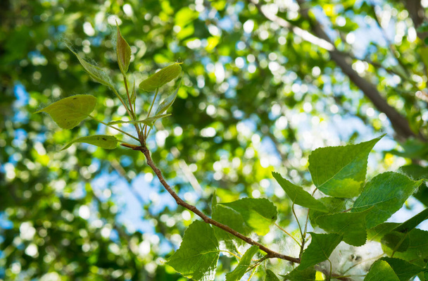 Green leaves of poplar tree in sunlight, Summer green foliage, Chlorophyll production, Poplar twigs with green leaves in sunshine. - Photo, Image