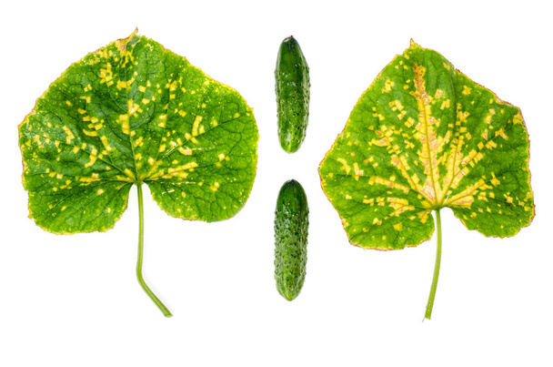 病気や害虫によって損傷された緑のキュウリの葉。スタジオ写真 - 写真・画像