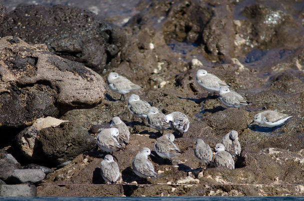 Troupeau de sanderling Calidris alba à Arinaga. - Photo, image