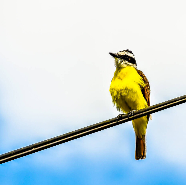 vogel op een tak, foto als achtergrond, digitale afbeelding - Foto, afbeelding