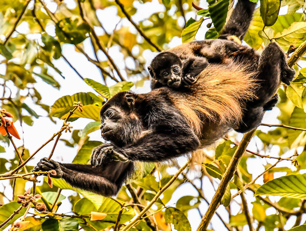 Мавпа в районі вулкана Ареналь (Центральна Америка). - Фото, зображення