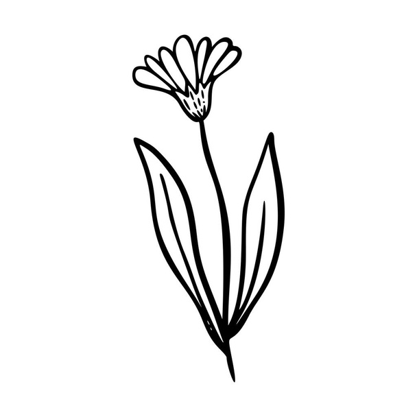 Calendula outline hand drawn element. Herbs doodle botanical icon calendula for logo. Herbal and medical plant, grass. Modern simple style. Vector illustration isolated on white background. - Вектор, зображення