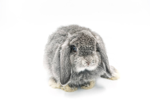 rabbit on white background, bunny pet, holland lop - Photo, Image