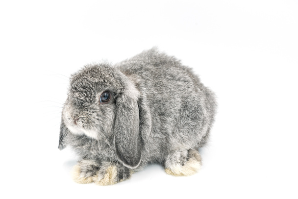 coelho no fundo branco, coelho animal de estimação, holland lop - Foto, Imagem