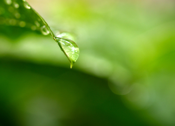 Plant leaf and water drop - Фото, зображення