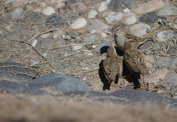 Juveniles Spanish sparrow asking food to his mother. - Photo, Image