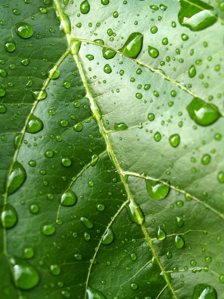 Plant leaf and water drop - Foto, imagen