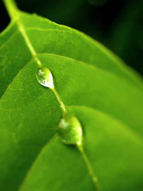 Plant leaf and water drop - Fotoğraf, Görsel