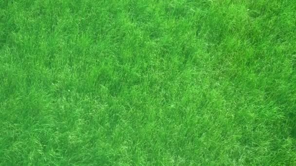 フレアライト付き爽やかな夏の朝のトップビューからのビデオ美しい緑の芝生は徐々に明るく、ゆっくりと自然の背景の動きをリラックス - 映像、動画