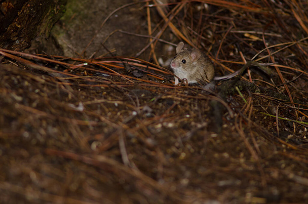 Ratón de casa en el suelo de un bosque de pinos. - Foto, Imagen