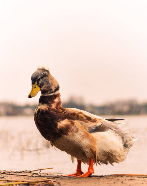 Portrét nádherné chocholaté kachny na písčitém břehu u vody jezera v jejím přirozeném prostředí, zblízka, v chladném jarním zataženém dni krátce před sněhem, na pozadí, kopírovat prostor. - Fotografie, Obrázek
