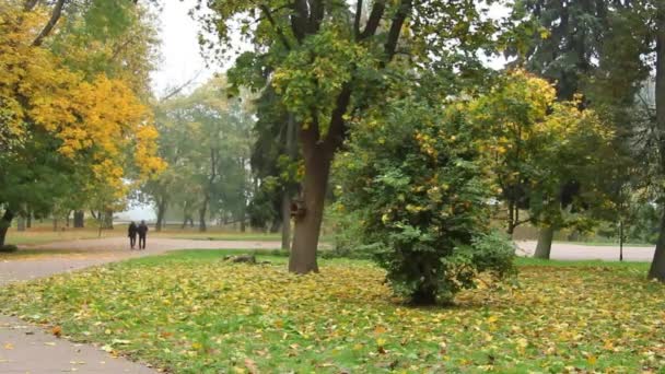 Leaf, branch, tree, park, nature, beauty in nature, autumn, leaf fall, fall, flight, path, city, outdoors,  color, green, yellow, golden, image, video, - Footage, Video