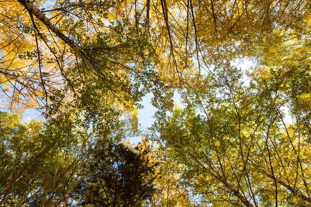 Autumn. Beautiful yellow birch leaves and branches of larch trees on a background of blue clear sky. Natural background. - 写真・画像