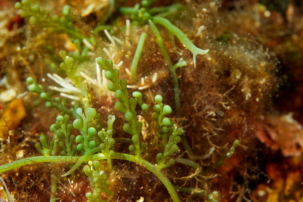 Algae Caulerpa cylindracea Mljet, az Adriai-tenger Horvátországban - Fotó, kép