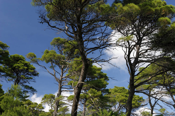 The pine forest on the Mljet island, Adriatic Sea, Croatia - Photo, Image