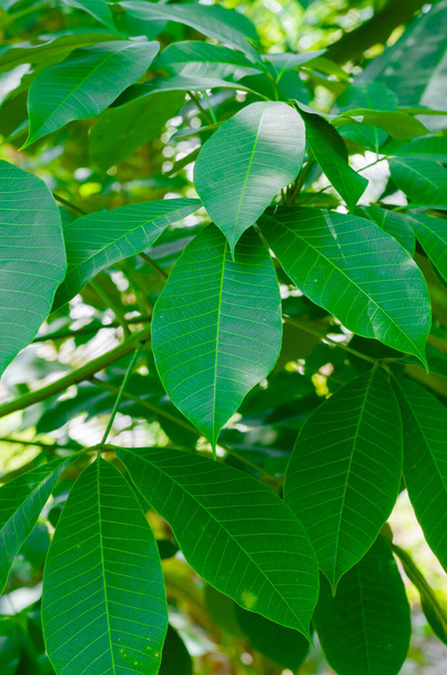 Folha verde de árvore de borracha para. - Foto, Imagem
