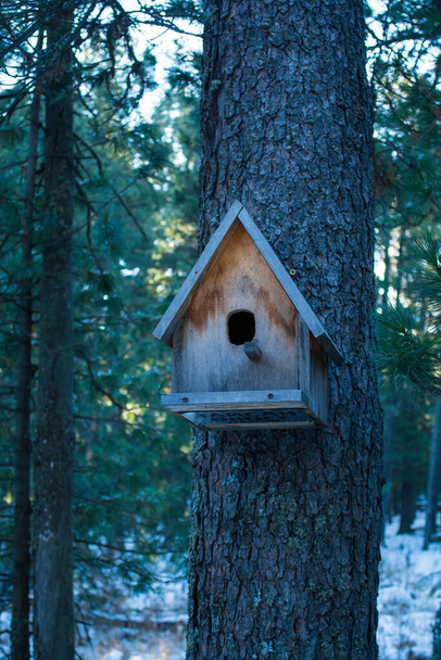 casa de pássaro na floresta - Foto, Imagem
