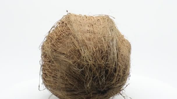 Suchý kokos izolované na bílém pozadí - Záběry, video