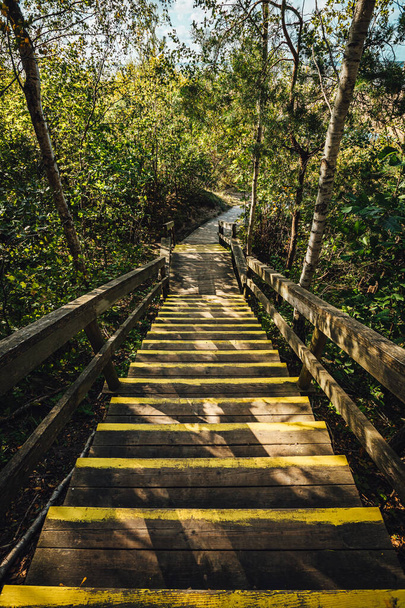 A vertical shot of wooden stairs surrounded by trees - Photo, image
