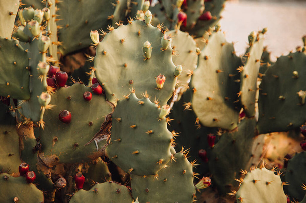 A closeup shot of bloomed cacti - 写真・画像