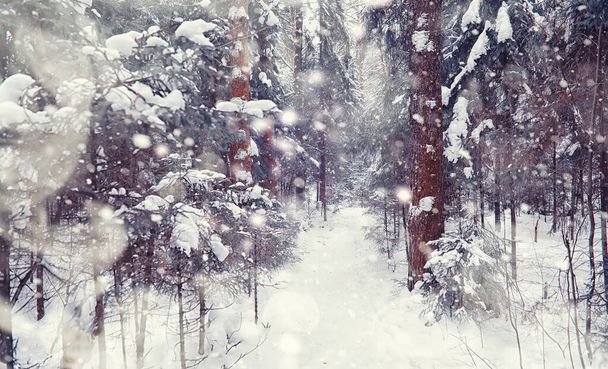 Lesní krajina. Vysoké stromy pod sněhovou pokrývkou. Lednový mrazivý den v parku. - Fotografie, Obrázek