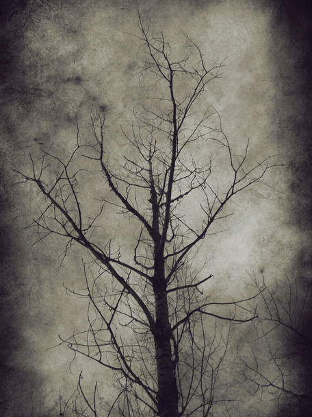 暗い木 - 写真・画像
