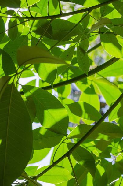 Fogliame verde dell'albero di gomma di Para con luce solare. - Foto, immagini
