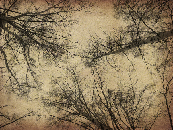 grunge kopár fák - Fotó, kép