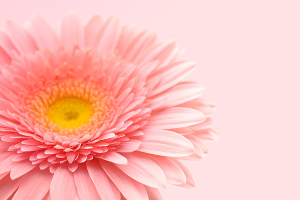 ροζ λουλούδι - Φωτογραφία, εικόνα