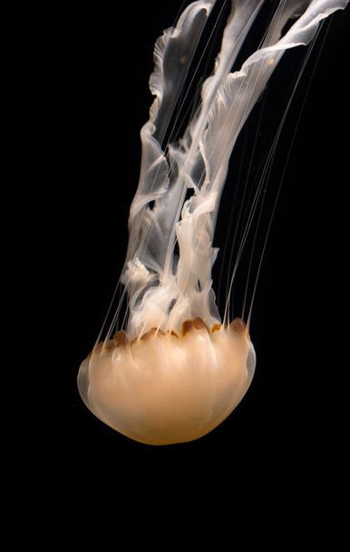 Diving Pacific Sea Nettle Vertical Image - Foto, afbeelding