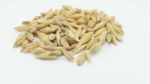 Barley corn on white background - Footage, Video