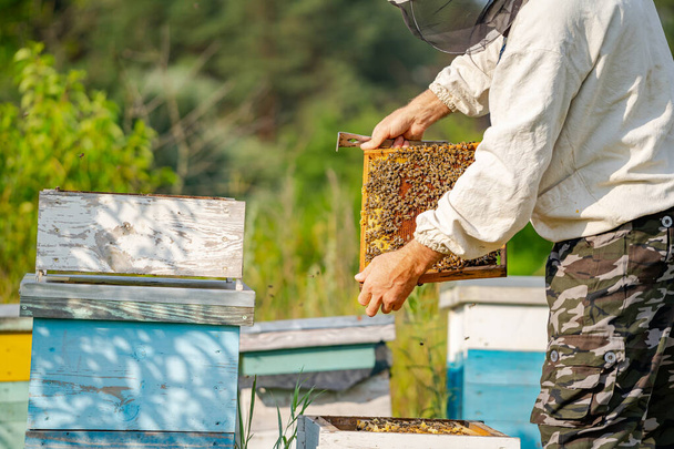Beekeeper at apiary at the summer day. Man working in apiary. Apiculture. Beekeeping concept. - Photo, Image