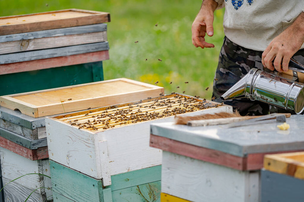 Kleurrijke bijenkorven op een weiland in de zomer. Hives in een bijenstal met bijen die naar de landingsplaatsen vliegen. Bijenteelt. Bijenroker in handen. - Foto, afbeelding