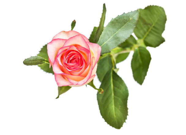 Розовая роза изолирована на белом. Вид сверху. - Фото, изображение