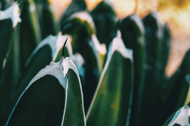 Λεπτομέρεια σπονδυλικής στήλης στην κορυφή ενός φύλλου αγαύης victoriae σε μη εστιασμένο φόντο του υπόλοιπου φυτού - Φωτογραφία, εικόνα