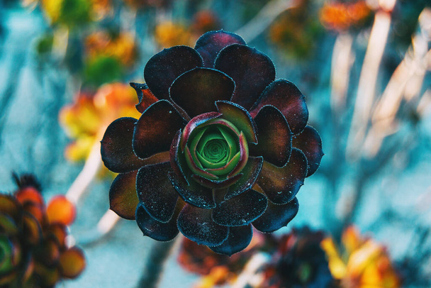 Close-up of a garnet rosette of aeonium arboreum centered in the picture - Photo, Image