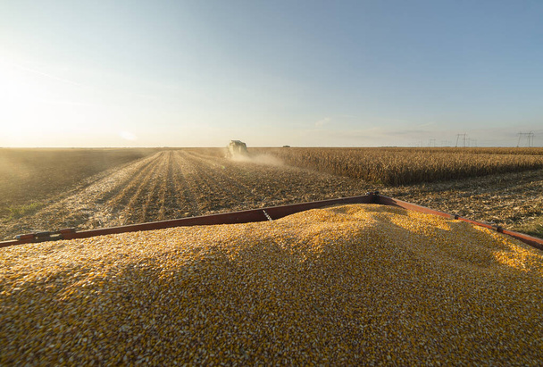Campo de maíz al atardecer, en verano
 - Foto, imagen