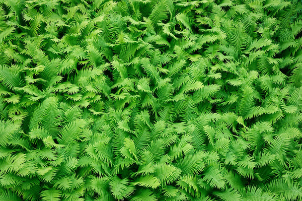 シダの葉のパターンの背景。植物の質感の植物パターン。トップ表示. - 写真・画像