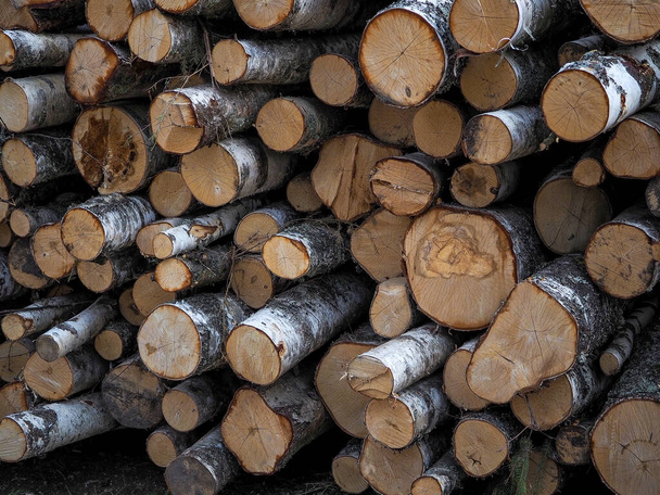 Κοντινό πλάνο ακατέργαστων απογυμνωμένων κορμών ξύλου σε ξύλινο στήσιμο. Ωμή ξυλεία στοιβαγμένη και έτοιμη να αρχίσει να μετατρέπεται σε ξυλεία και προϊόντα χαρτιού - εν αναμονή της αποστολής. Πολλά κομμένα κούτσουρα. - Φωτογραφία, εικόνα