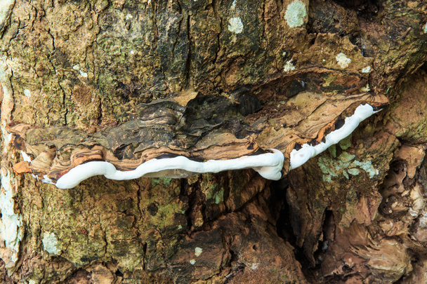 Peru cauda fungo (Trametes Versicolor
). - Foto, Imagem