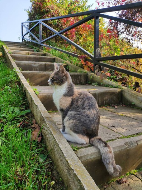 триколорний кіт сидить на сходах в осінньому дворі
 - Фото, зображення