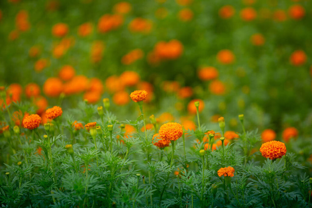 Bellissimi fiori di calendula arancione in fiore nel giardino. Arancione verde fiori sfondo. - Foto, immagini