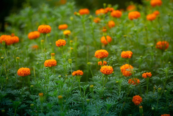 Bellissimi fiori di calendula arancione in fiore nel giardino. Arancione verde fiori sfondo. - Foto, immagini
